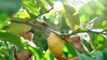 Comment tailler son citronnier en fin d'hiver : l'astuce indispensable pour une récolte abondante