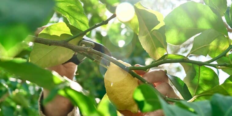 Comment tailler son citronnier en fin d'hiver : l'astuce indispensable pour une récolte abondante