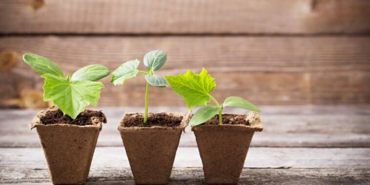 Trouvez la lumière parfaite pour vos semis : conseils pour un éclairage optimal
