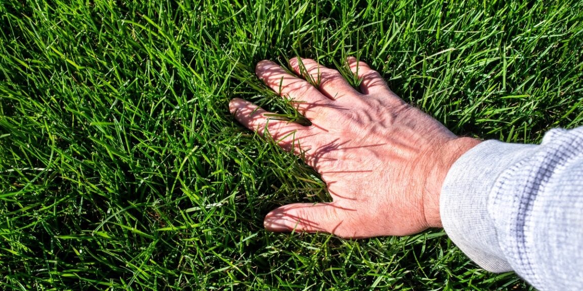 Conseils pratiques : les erreurs à éviter pour obtenir une pelouse resplendissante au printemps