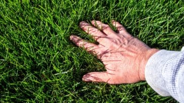 Conseils pratiques : les erreurs à éviter pour obtenir une pelouse resplendissante au printemps
