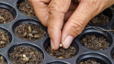 Préparez votre jardin de printemps : découvrez les semis à réaliser sans attendre pour un potager réussi