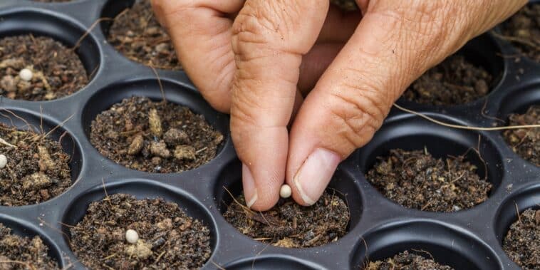 Préparez votre jardin de printemps : découvrez les semis à réaliser sans attendre pour un potager réussi