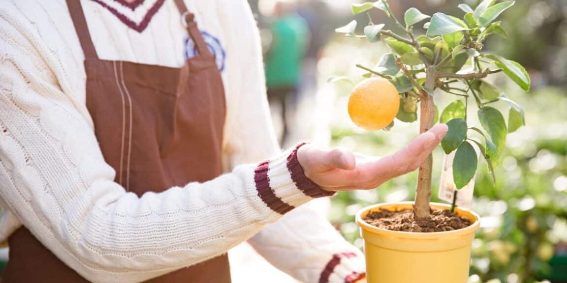 Cultivez votre mandarinier en pot en toute simplicité : guide pratique pour une récolte abondante