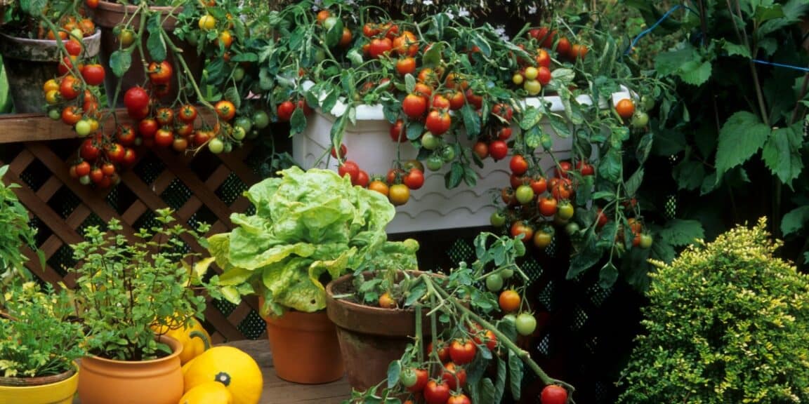 Évitez les erreurs de voisinage au potager : découvrez les légumes à ne jamais planter côte à côte