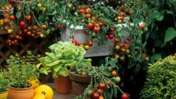 Évitez les erreurs de voisinage au potager : découvrez les légumes à ne jamais planter côte à côte