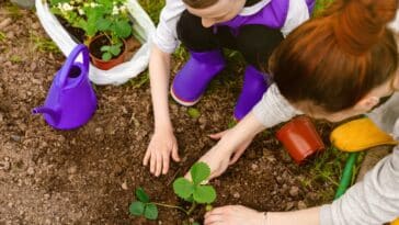 Conseils pratiques : quelles plantes éviter de planter près de vos fraisiers