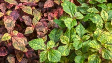 Découvrez le top 4 des couvre-sols résistants au soleil pour un jardin radieux !