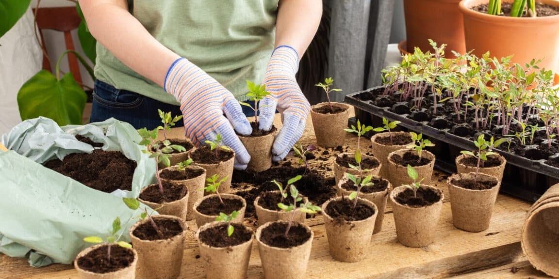 Conseils pratiques pour réussir le repiquage de vos semis de tomates : quand passer des godets à la pleine terre