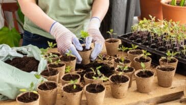 Conseils pratiques pour réussir le repiquage de vos semis de tomates : quand passer des godets à la pleine terre