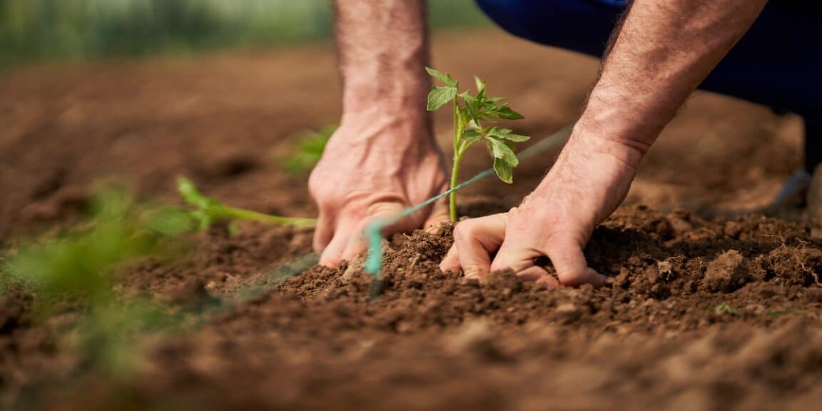 Quand planter les tomates en 2024 : méthode de plantation et conseils pour une récolte juteuse