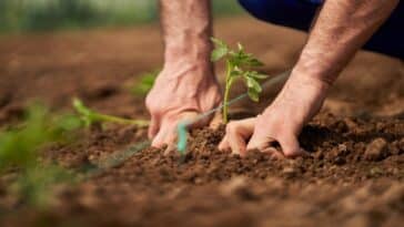 Quand planter les tomates en 2024 : méthode de plantation et conseils pour une récolte juteuse