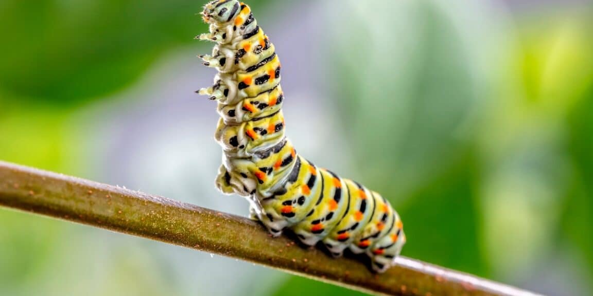 Comment lutter efficacement contre les chenilles vertes dans votre jardin sans nuire à l'environnement : guide pratique et produits écologiques