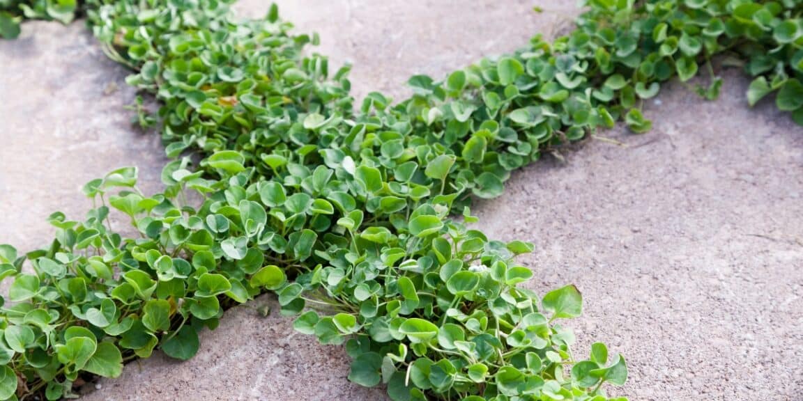 Quelle est la meilleure plante couvre-sol anti-mauvaises herbes ? 6 espèces pour désherber naturellement ce printemps
