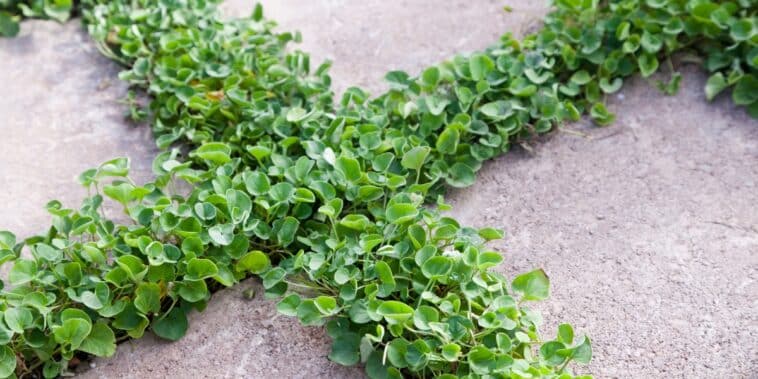 Quelle est la meilleure plante couvre-sol anti-mauvaises herbes ? 6 espèces pour désherber naturellement ce printemps