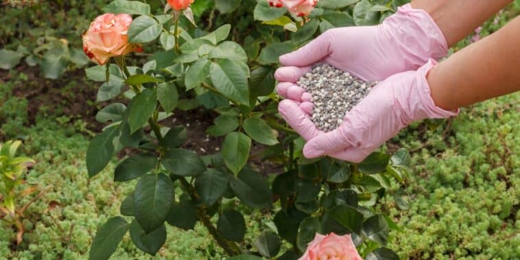 Quel est le meilleur engrais pour les rosiers au printemps ? Nos meilleurs astuces