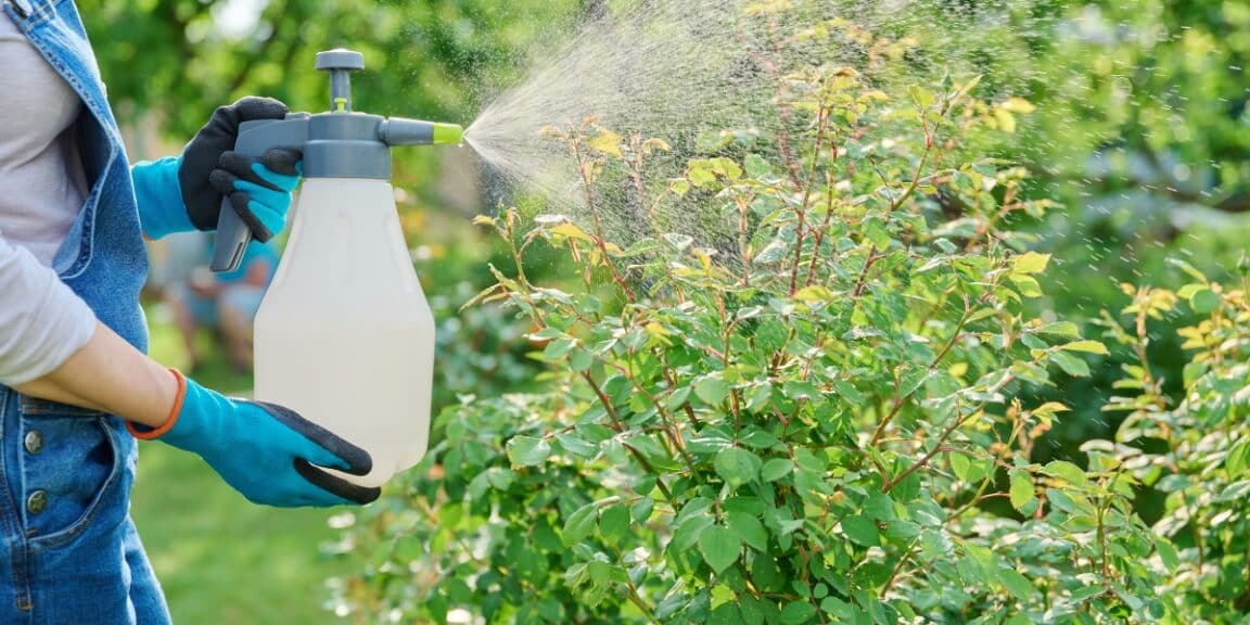 Découvrez l'astuce infaillible pour créer un insecticide naturel maison afin de protéger vos plantes !
