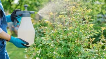 Découvrez l'astuce infaillible pour créer un insecticide naturel maison afin de protéger vos plantes !