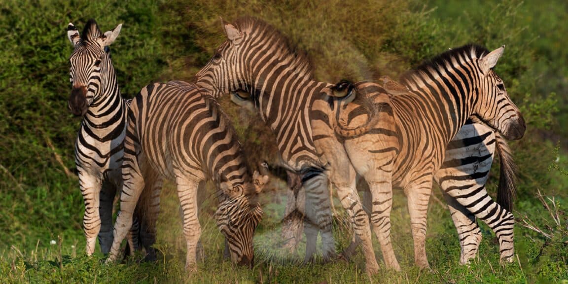 Test de personnalité : Découvrez votre véritable nature en révélant l'animal caché qui vous représente !