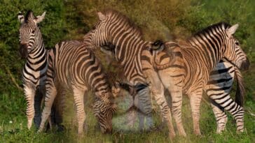 Test de personnalité : Découvrez votre véritable nature en révélant l'animal caché qui vous représente !