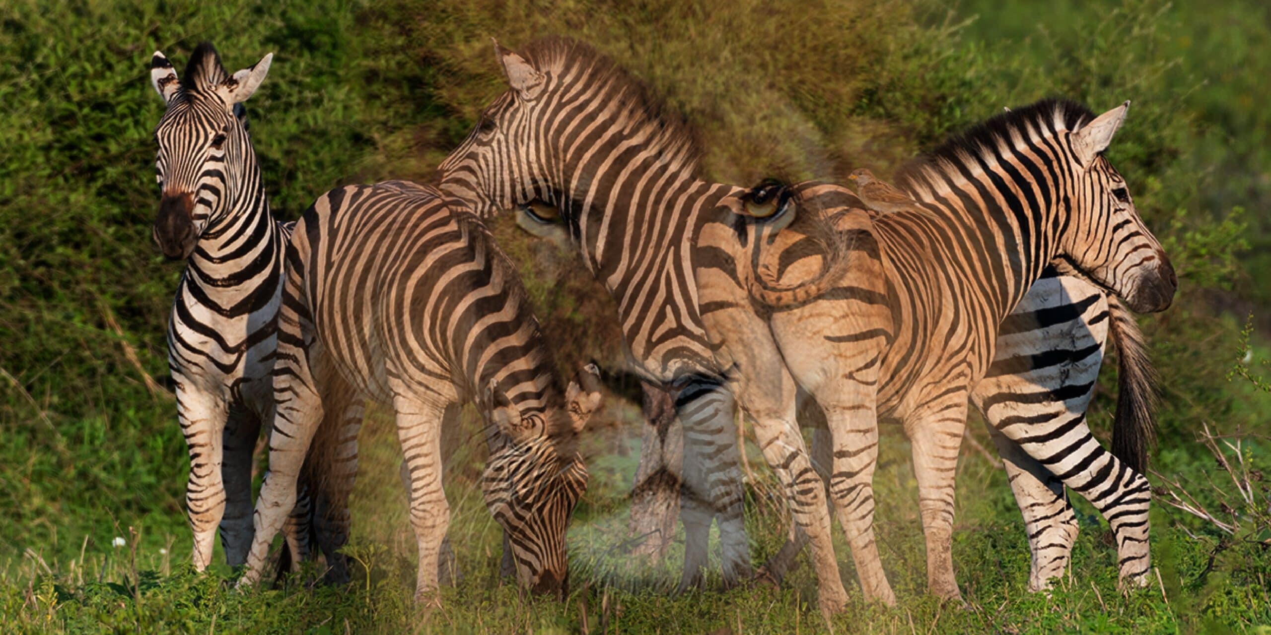 Test de personnalité : Découvrez votre véritable nature en révélant l'animal caché qui vous représente !