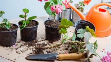 Cultiver des géraniums éclatants sur votre balcon : découvrez l'astuce infaillible