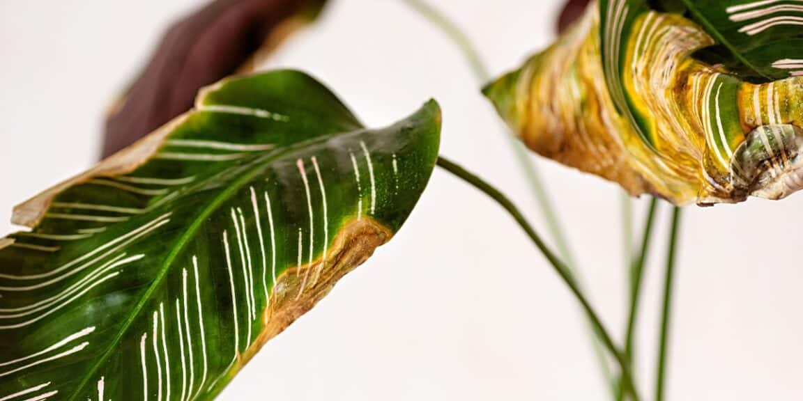 Découvrez comment arrêter la chute des feuilles de votre plante et lui redonner vie ?