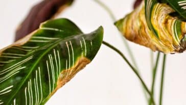 Découvrez comment arrêter la chute des feuilles de votre plante et lui redonner vie ?