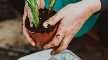 Conseils pratiques pour préparer au mieux les plantes hivernées à leur retour en pot !