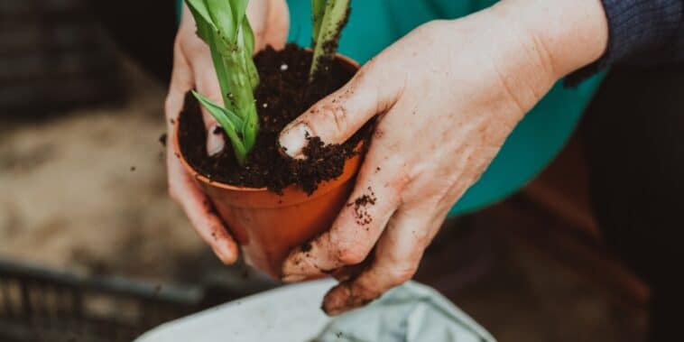 Conseils pratiques pour préparer au mieux les plantes hivernées à leur retour en pot !