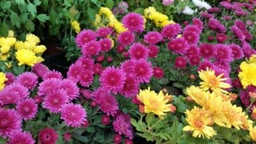 Conseils pratiques pour un jardin resplendissant : découvrez les 5 plantes vivaces incontournables pour une explosion de couleurs au printemps prochain