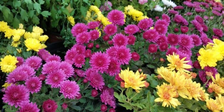 Conseils pratiques pour un jardin resplendissant : découvrez les 5 plantes vivaces incontournables pour une explosion de couleurs au printemps prochain