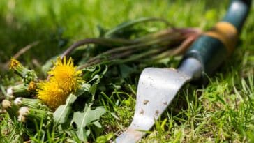 Comment raviver votre pelouse en éliminant les mauvaises herbes : astuces pratiques pour un gazon resplendissant !