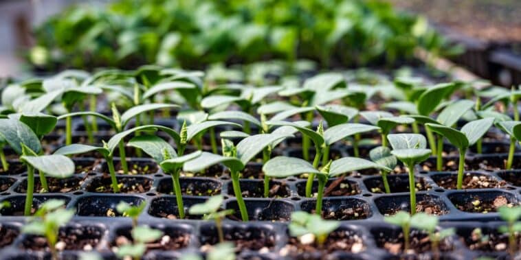 Nos astuces essentielles pour réussir vos semis en avril et booster votre jardin