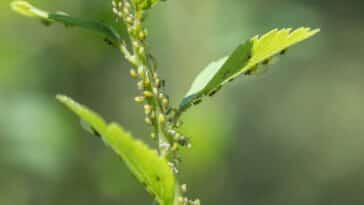 Astuces pratiques pour garder vos jeunes plantes à l'abri des pucerons avec des remèdes naturels efficaces !