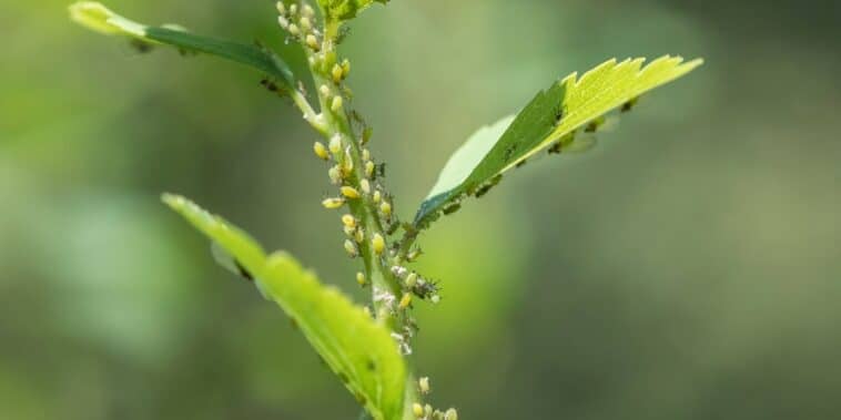 Astuces pratiques pour garder vos jeunes plantes à l'abri des pucerons avec des remèdes naturels efficaces !
