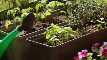 Cultivez des tomates sans les arroser : astuces pratiques pour un jardin autonome