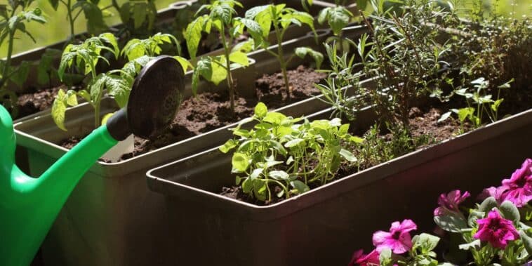 Cultivez des tomates sans les arroser : astuces pratiques pour un jardin autonome