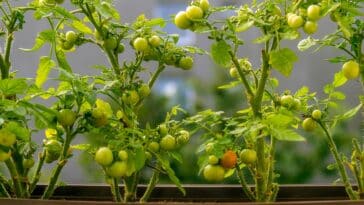 Conseils pratiques pour une culture réussie de la tomate-cerise : optimisez votre potager