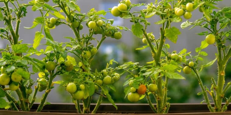 Conseils pratiques pour une culture réussie de la tomate-cerise : optimisez votre potager