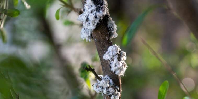 Comment vaincre naturellement le puceron lanigère : des astuces pratiques pour protéger votre jardin