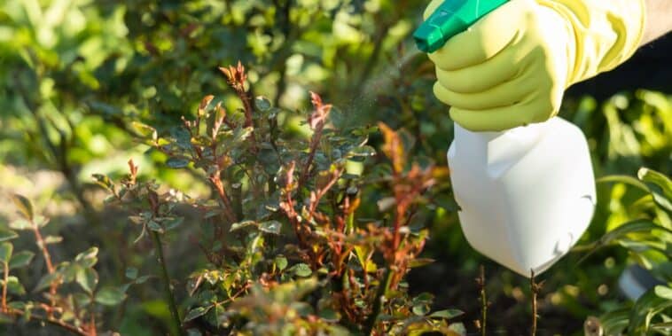 Comment utiliser efficacement du vinaigre blanc pour lutter contre les pucerons dans votre jardin ?