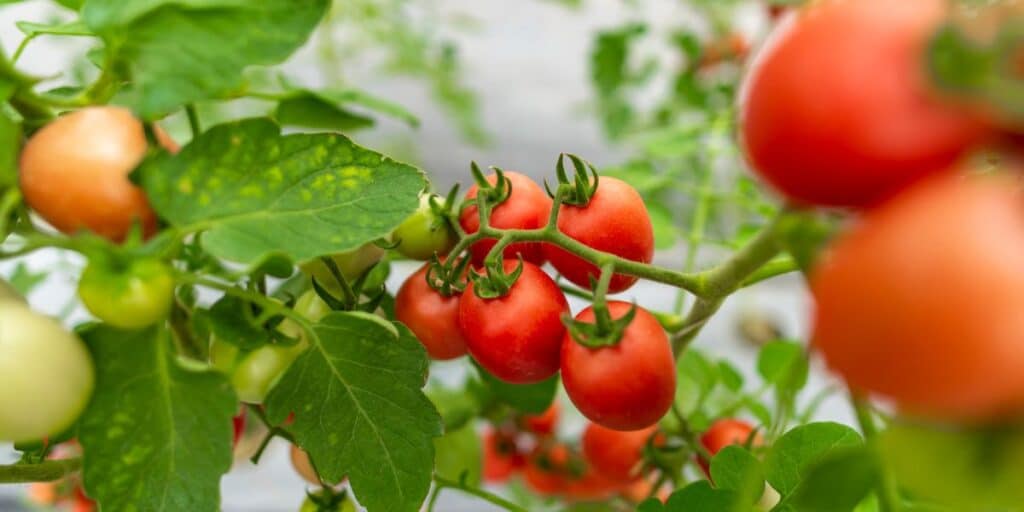 Pollinisation manuelle des tomates en serre : des astuces pratiques