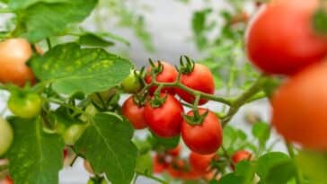 Pollinisation manuelle des tomates en serre : des astuces pratiques pour un jardinage réussi