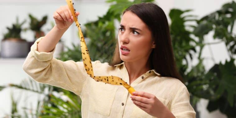 Nos astuces pratiques pour éloigner les mouches naturellement sans utiliser de produits toxiques !