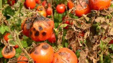 Combattre le mildiou des tomates avec des astuces naturelles : guide pratique pour protéger votre potager