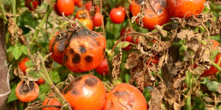 Combattre le mildiou des tomates avec des astuces naturelles : guide pratique pour protéger votre potager