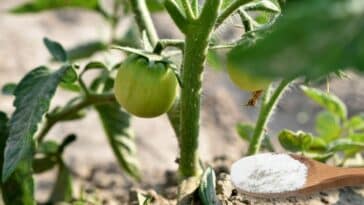 Astuces du quotidien : pourquoi mettre du bicarbonate de soude au pied des tomates peut transformer votre jardin