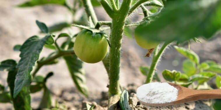 Astuces du quotidien : pourquoi mettre du bicarbonate de soude au pied des tomates peut transformer votre jardin