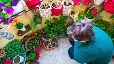 Conseils pratiques : choisir le bon arbre pour votre balcon ensoleillé, découvrez 4 variétés idéales pour la culture en conteneur